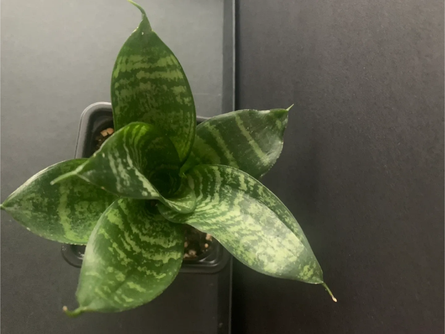 Birds nest Snake Plant in Black Pot thumbnail