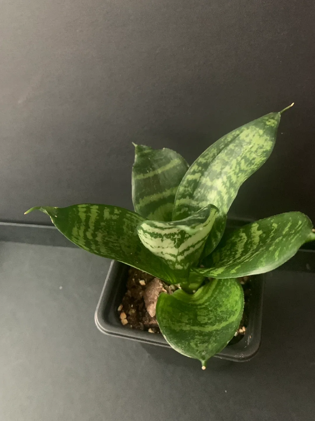 Birds nest Snake Plant in Black Pot image indicator(2)