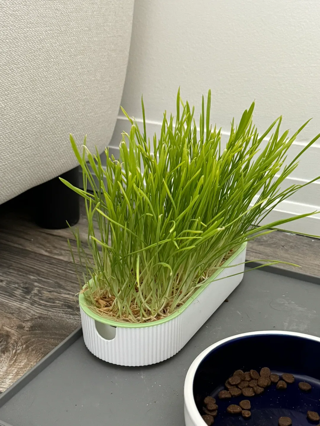 Set: Cat Grass Seeds with Growing Tray image indicator(5)