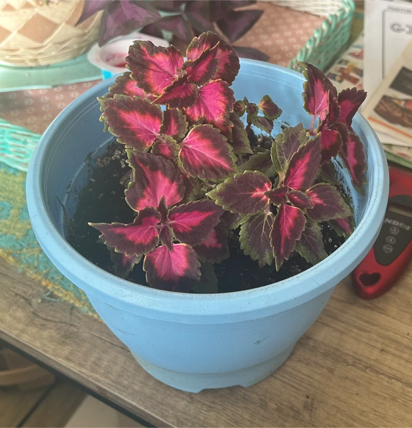 Potted Coleus Plant