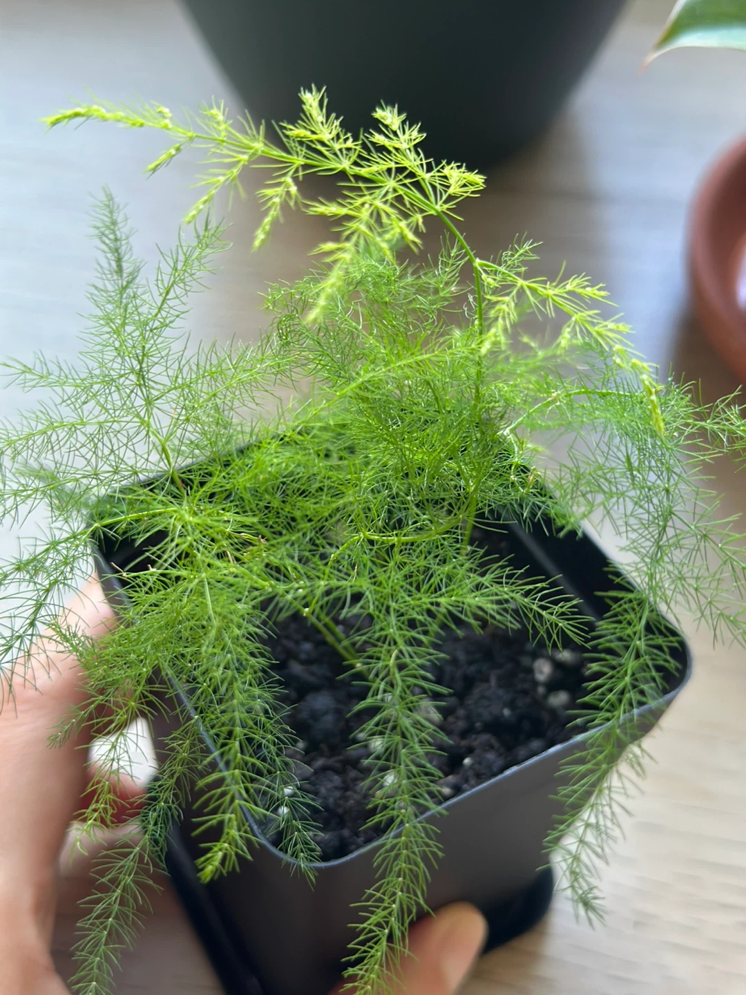 Asparagus Fern Plant - photo 4