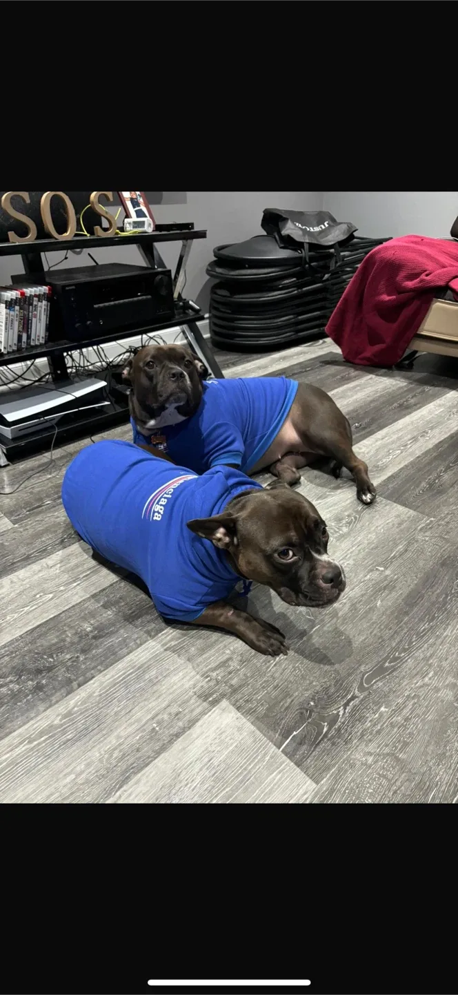 Fur Baby Fleece and sweaters (cat/dogs) image indicator(4)