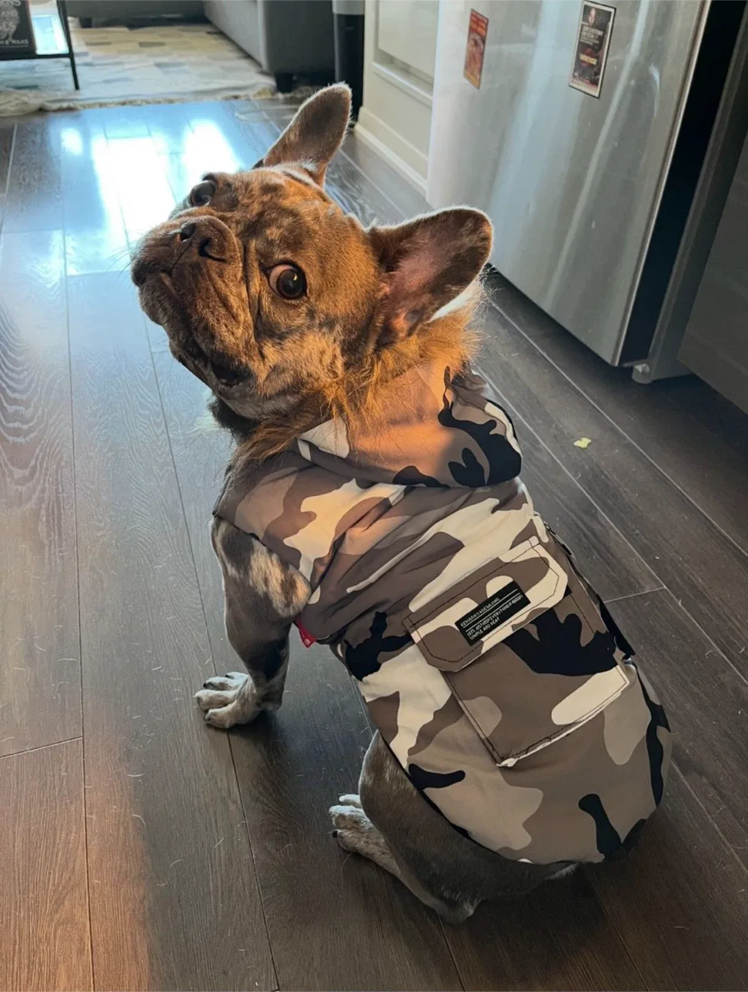 Fur Baby Fleece and sweaters (cat/dogs) image indicator(3)