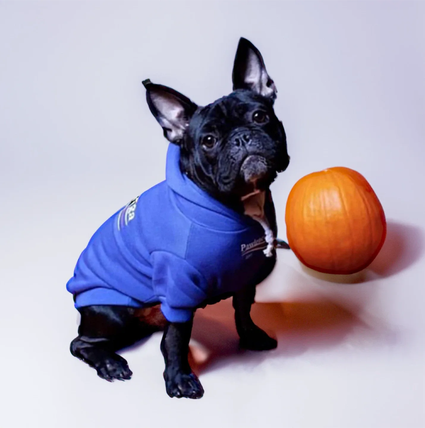 Fur Baby Fleece and sweaters (cat/dogs) image indicator(7)