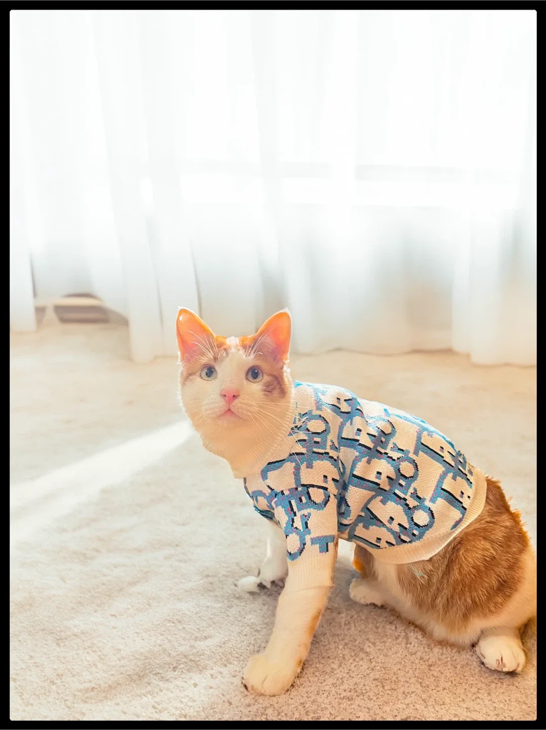 Fur Baby Fleece and sweaters (cat/dogs) image indicator(8)