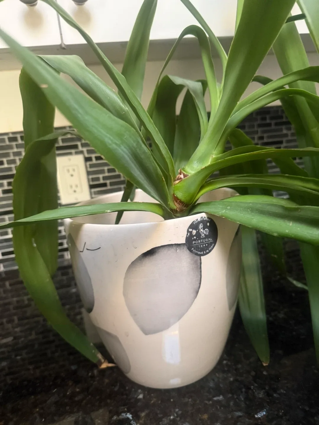 Plant in Farval Hand Painted Portugal Plant Pot image indicator(2)