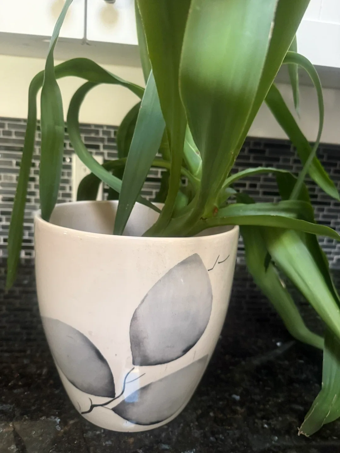 Plant in Farval Hand Painted Portugal Plant Pot image indicator(3)