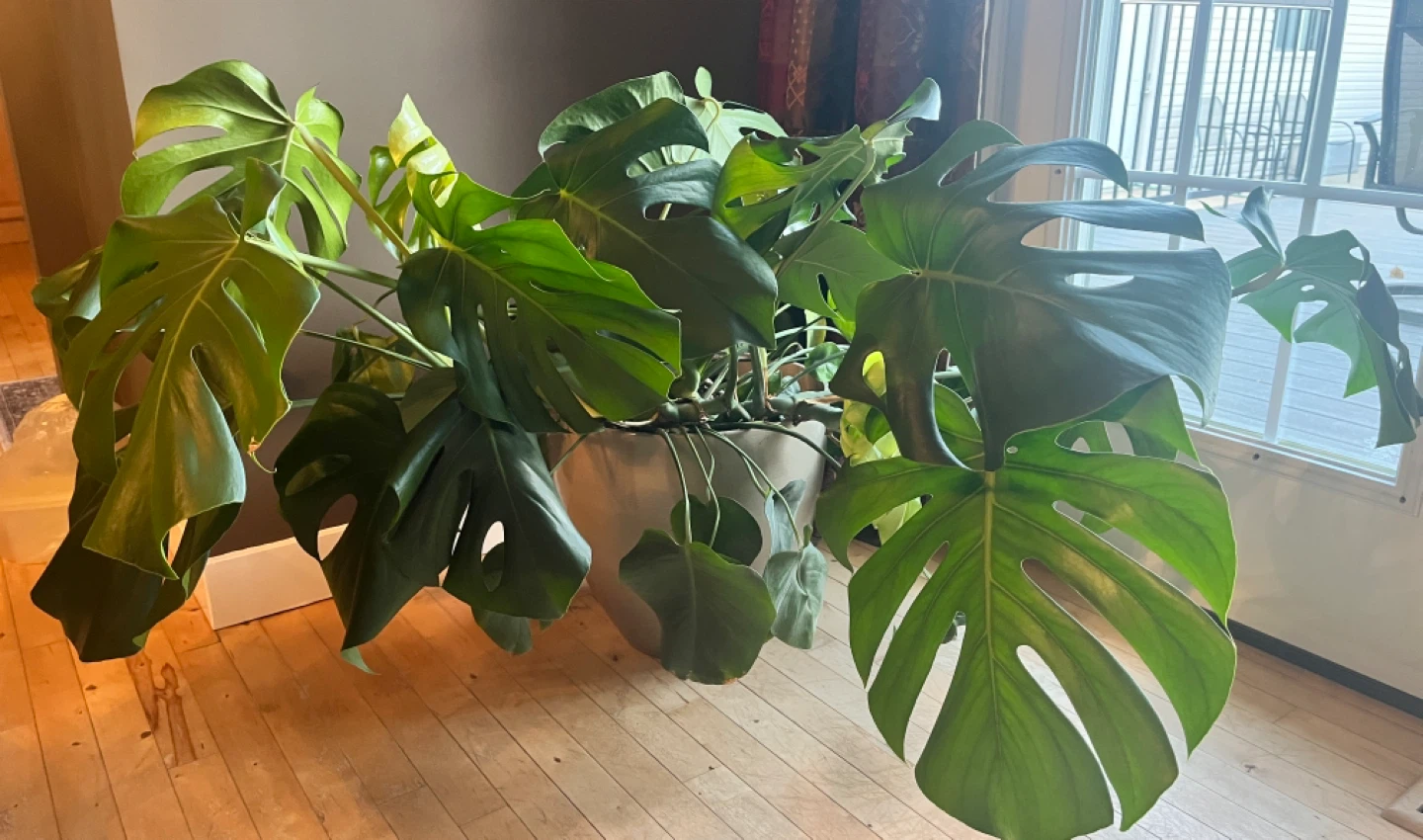 Monstera Plant in Pot