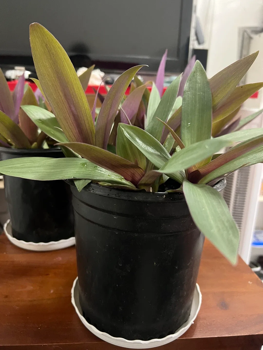 Oyster plants. Great indoor plant image indicator(3)