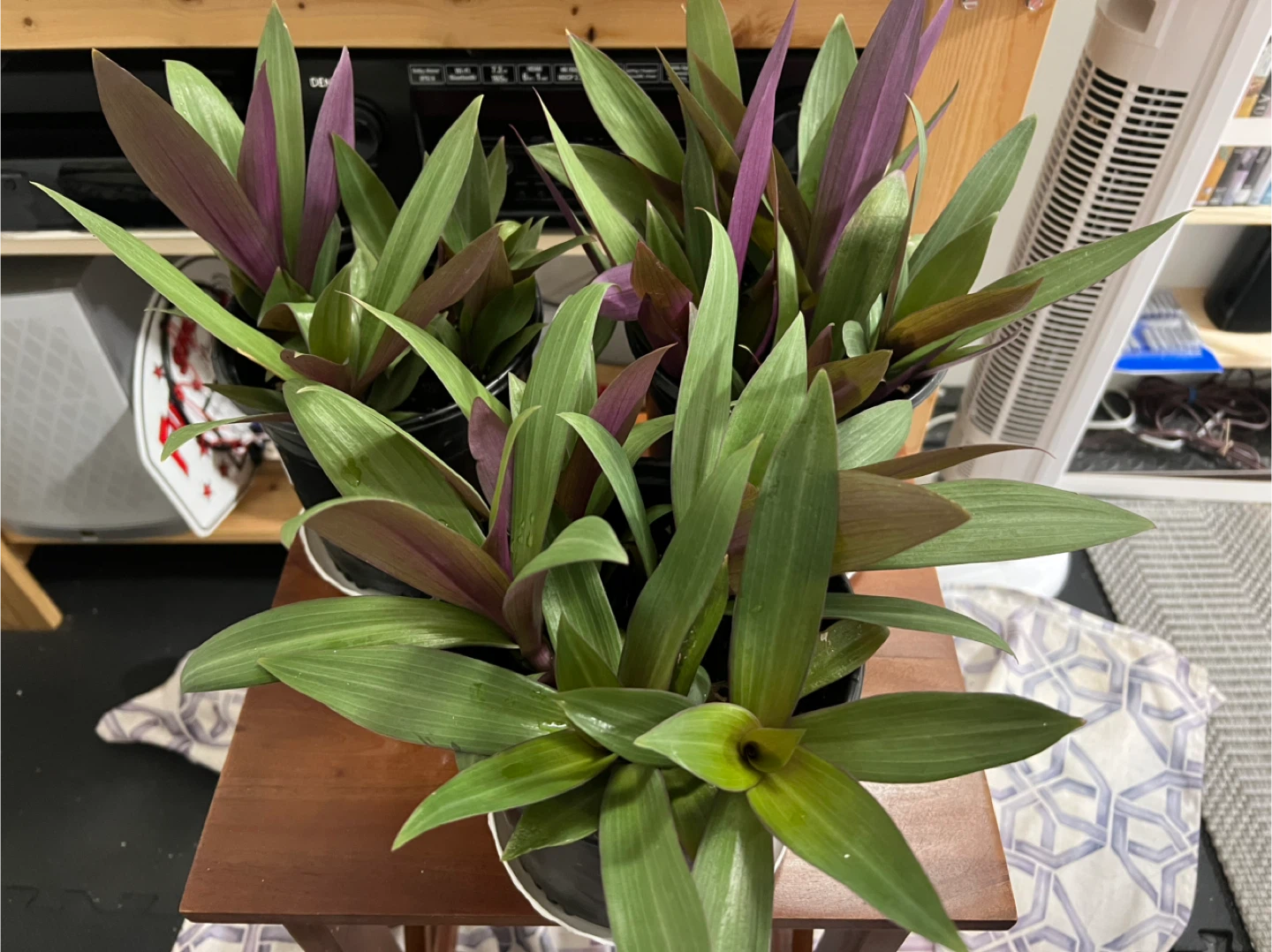 Oyster plants. Great indoor plant