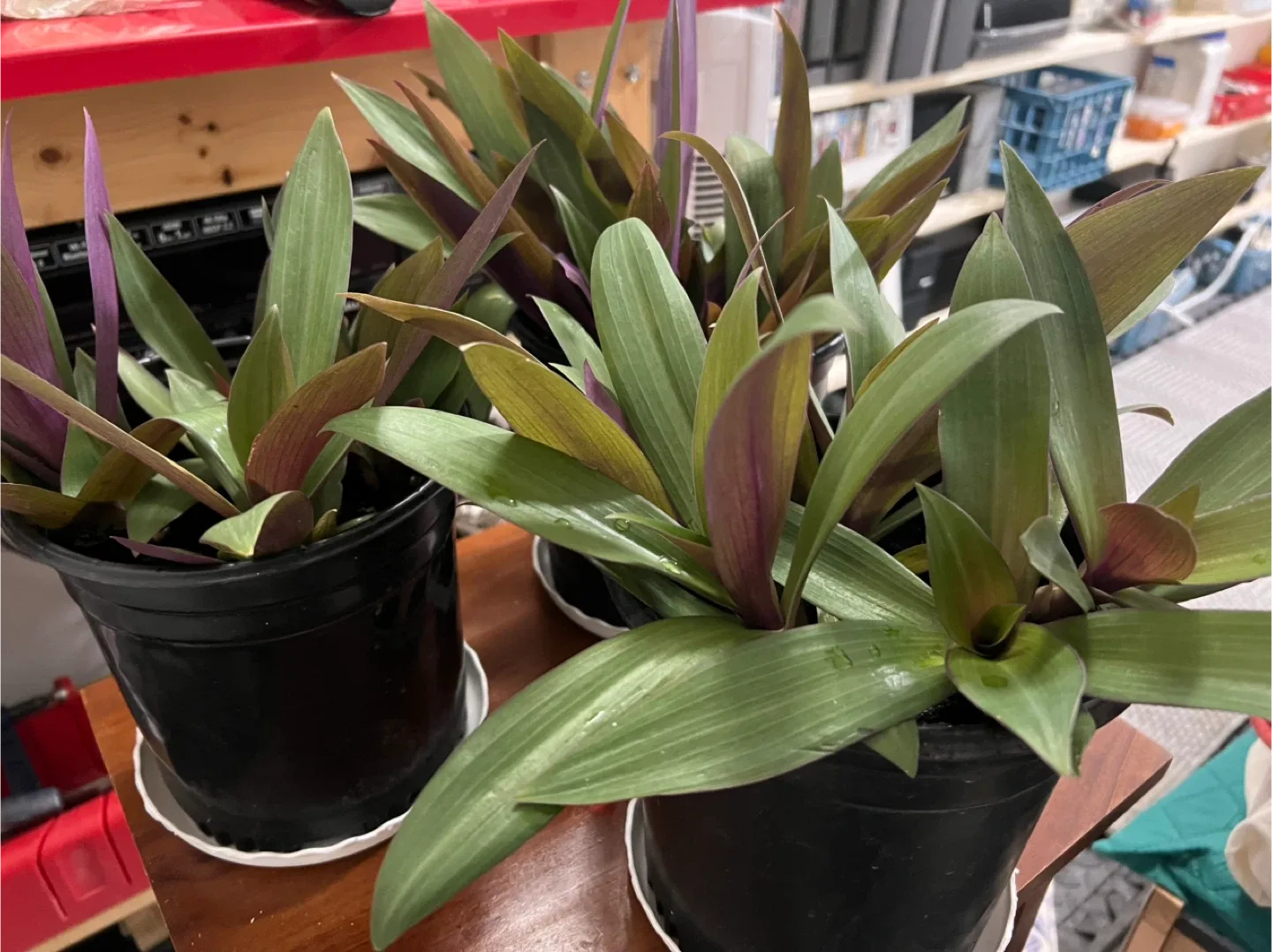 Oyster plants. Great indoor plant image indicator(2)