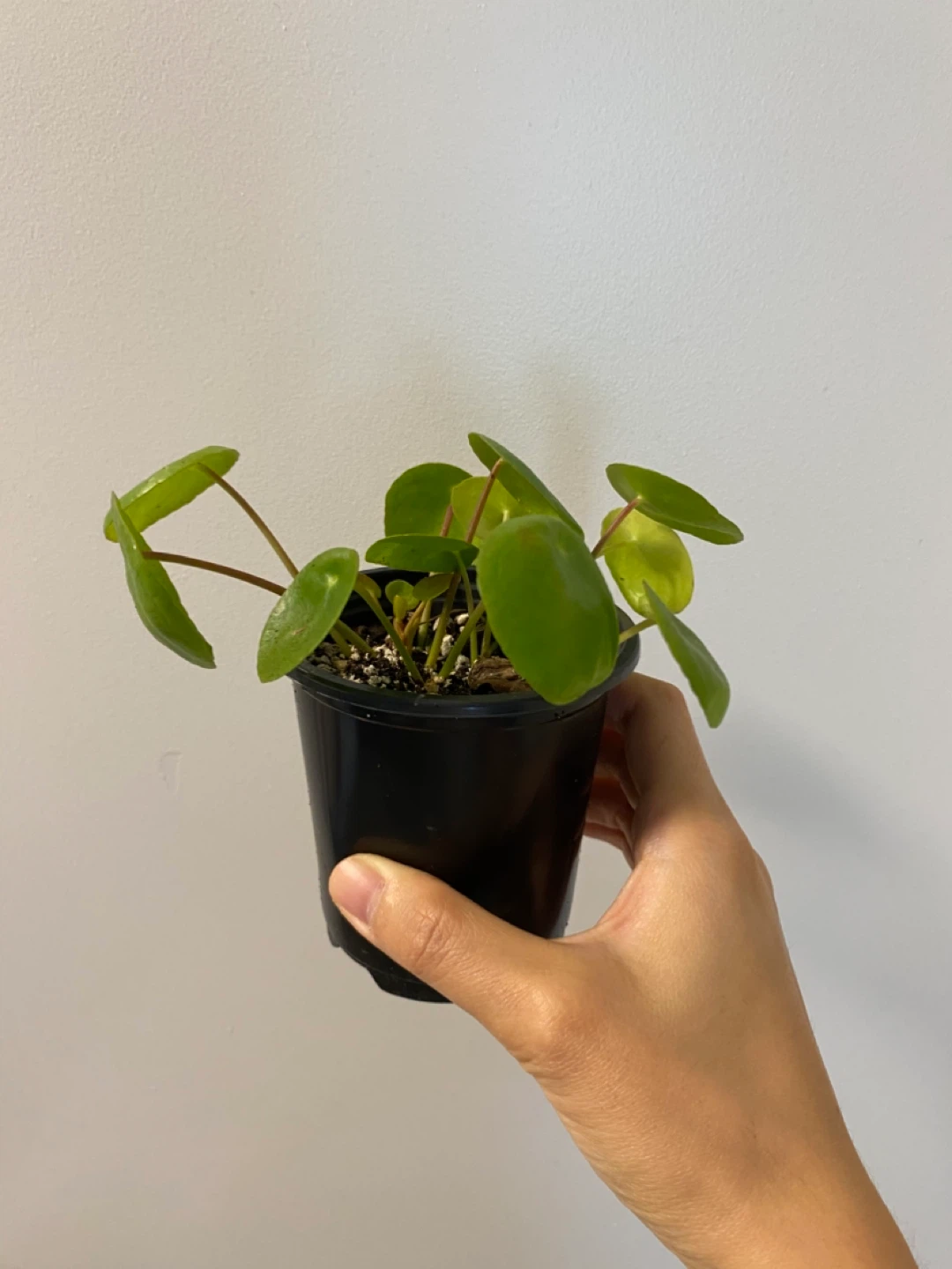 Pilea peperomioides - Chinese Money Plant