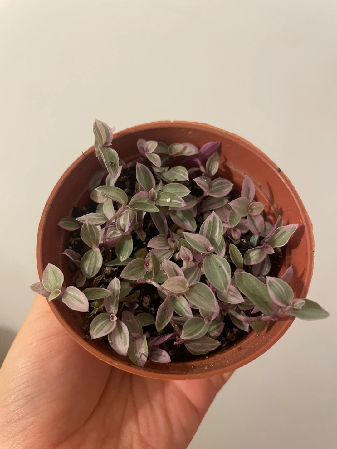 Callisia Repens 'Pink Panther' Plant