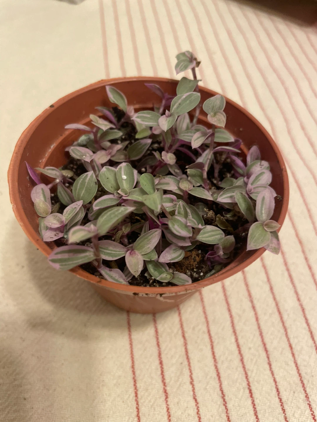 Callisia Repens 'Pink Panther' Plant - photo 2