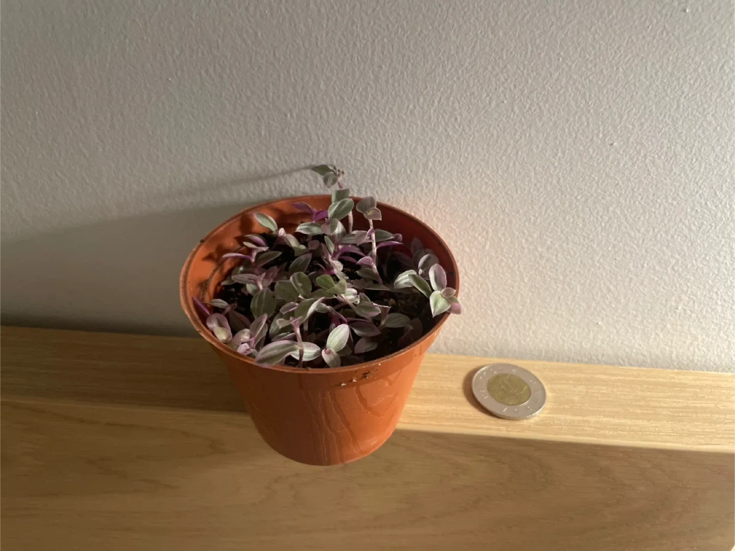 Callisia Repens 'Pink Panther' Plant image indicator(3)