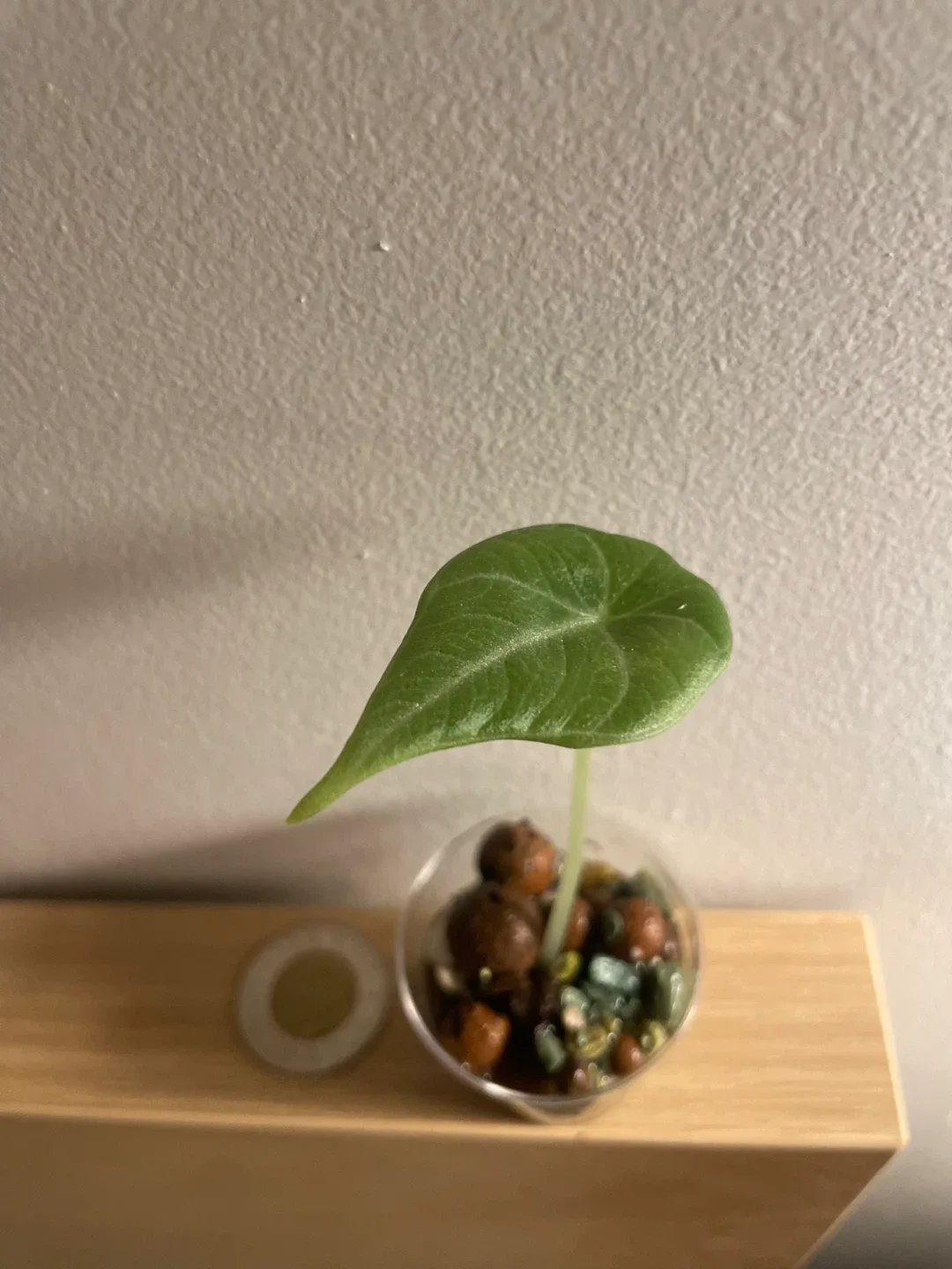 Alocasia Melo Plant image indicator(2)