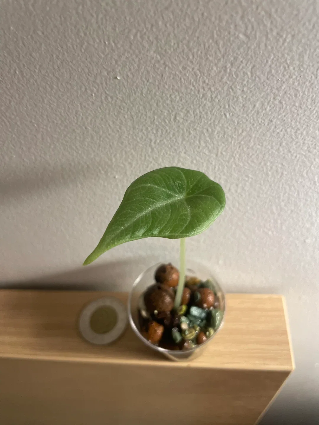 Alocasia Melo Plant image indicator(3)