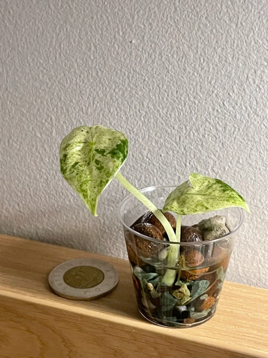 Alocasia odora vatik image indicator(4)