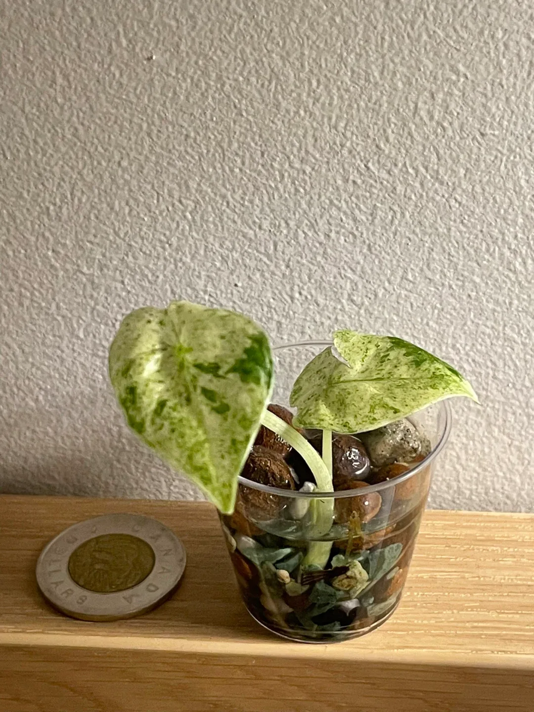 Alocasia odora vatik image indicator(3)