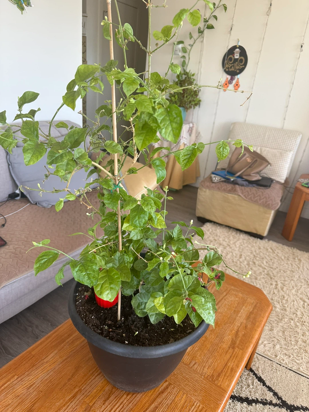 Potted Jasmine Plant