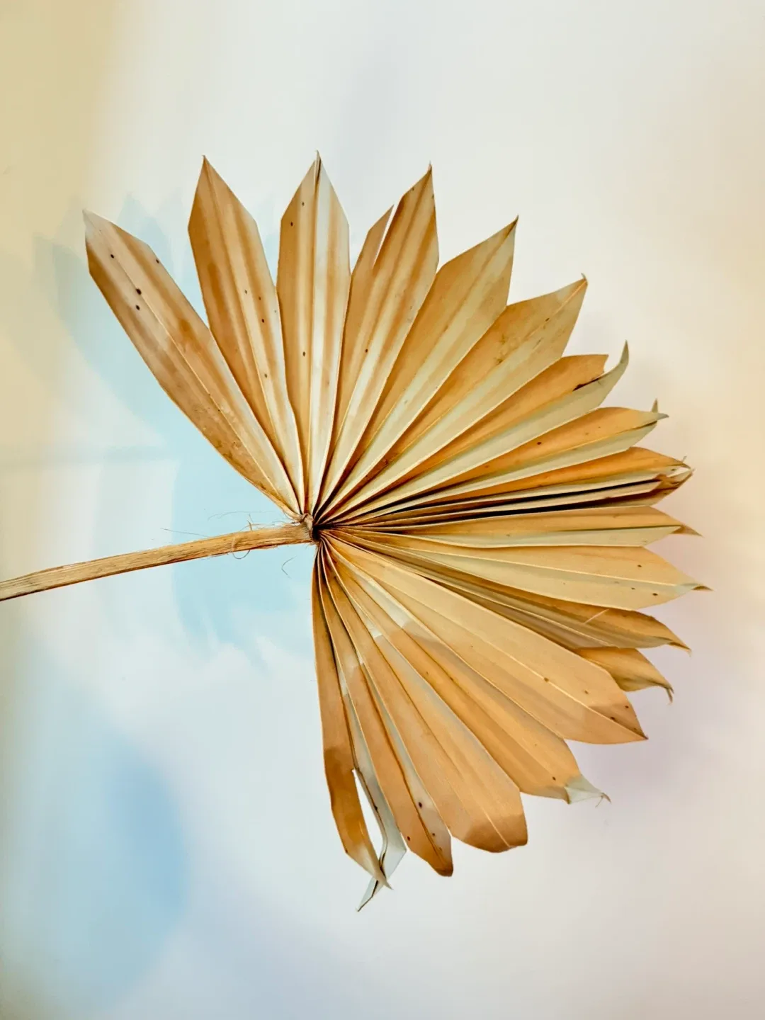 Dried Palm Leaves (Set of 3) - Like New image indicator(2)