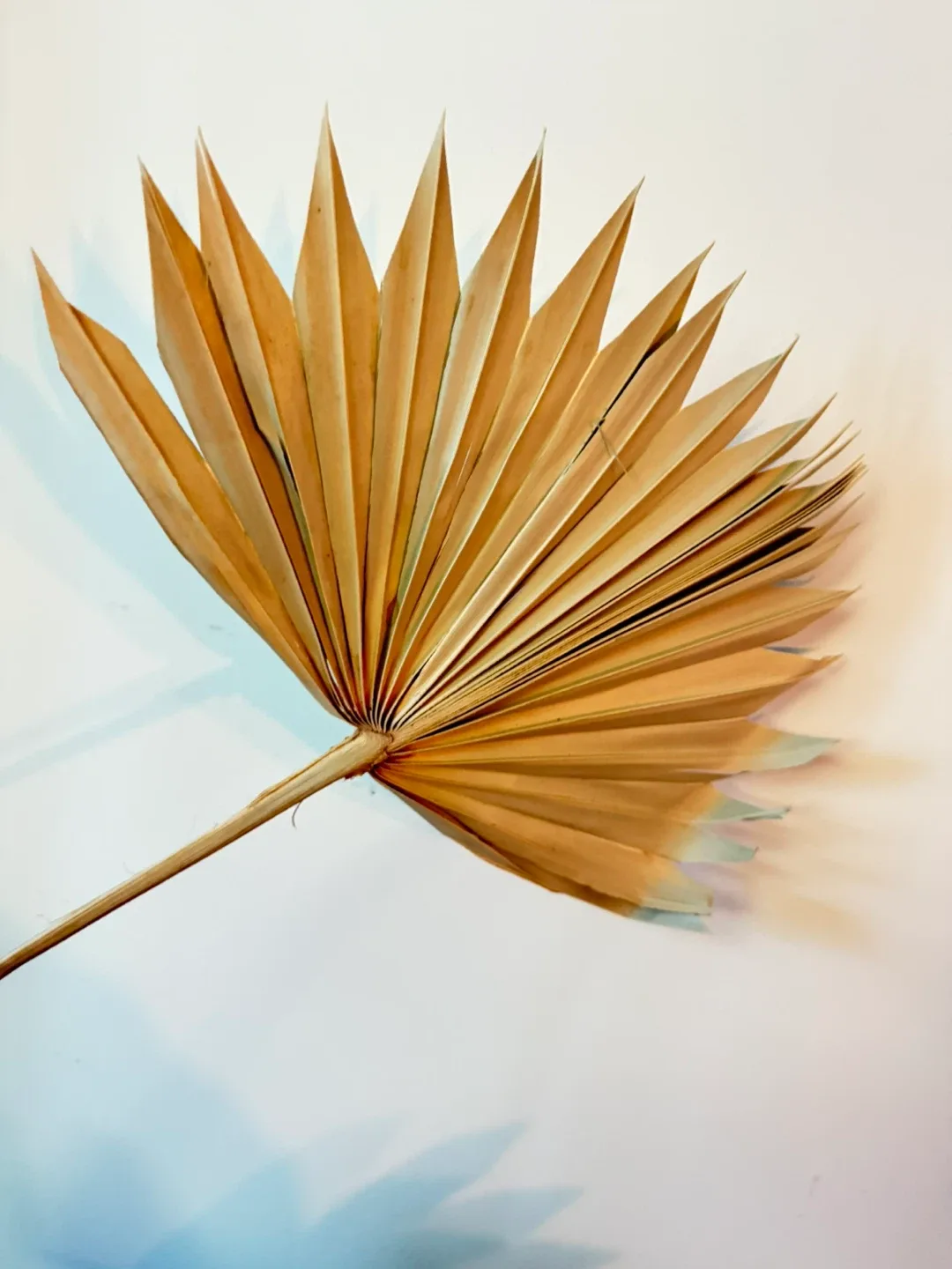 Dried Palm Leaves (Set of 3) - Like New image indicator(4)