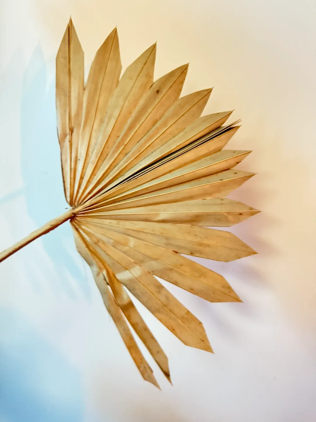 Dried Palm Leaves (Set of 3) - Like New image indicator(3)