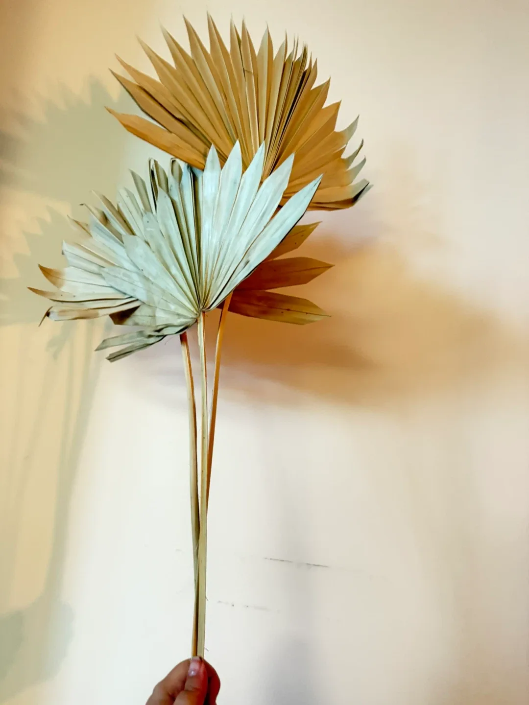 Dried Palm Leaves (Set of 3) - Like New image indicator(5)