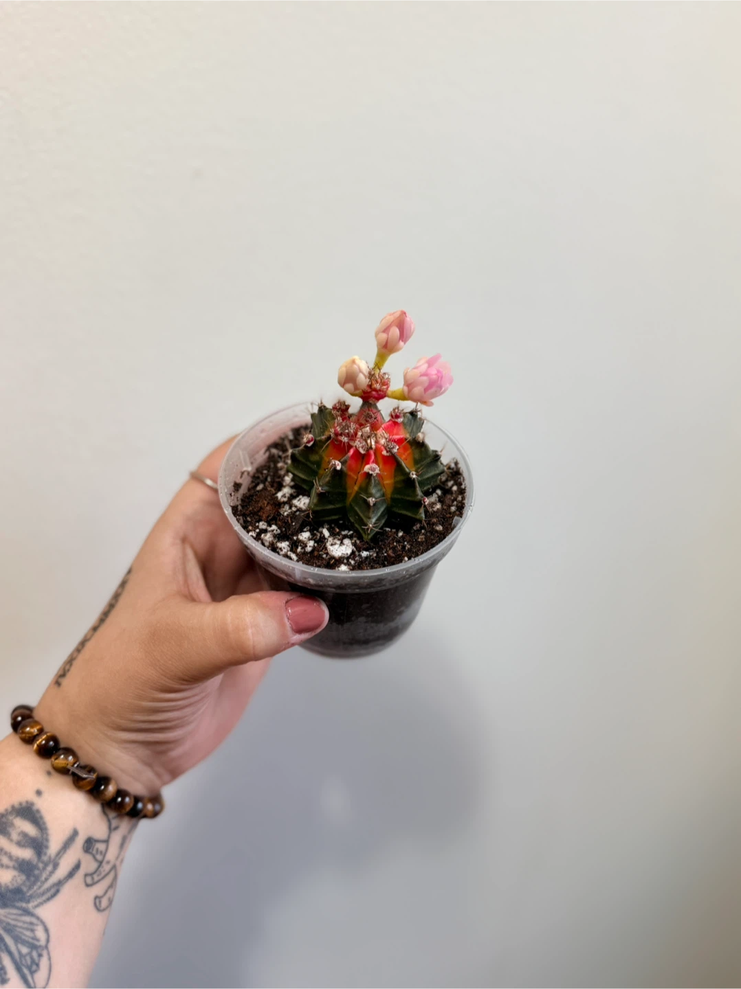 Grafted Gymnocalycium mihanovichii Cactus - VARIEGATED - photo 3