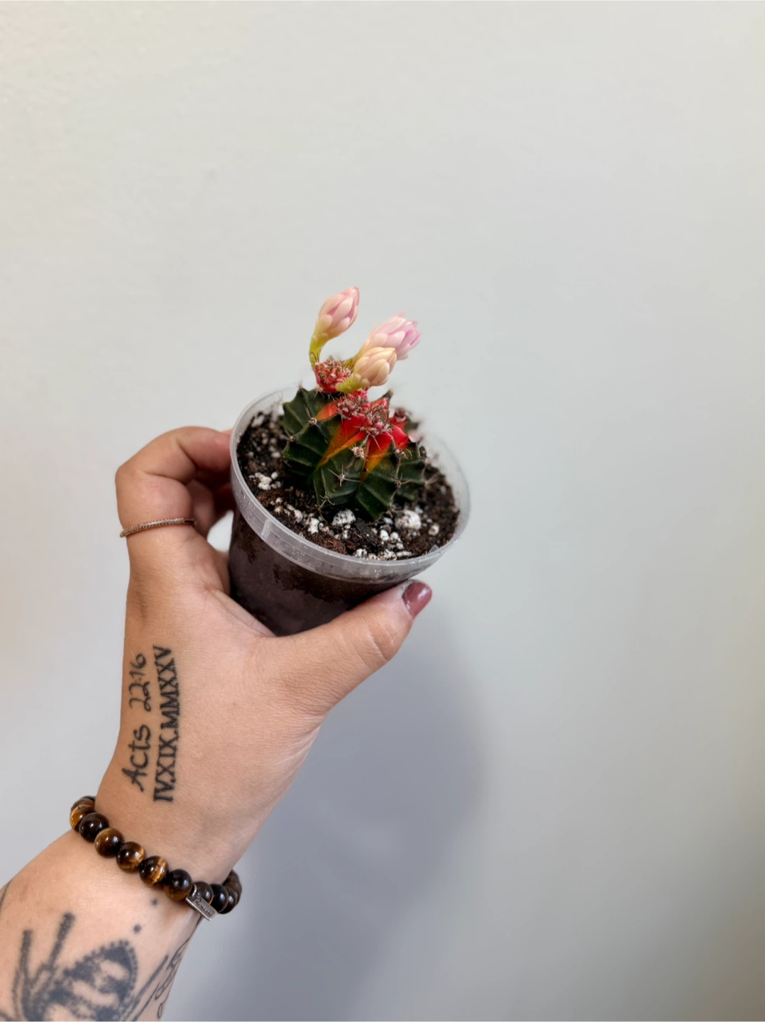 Grafted Gymnocalycium mihanovichii Cactus - VARIEGATED - photo 2
