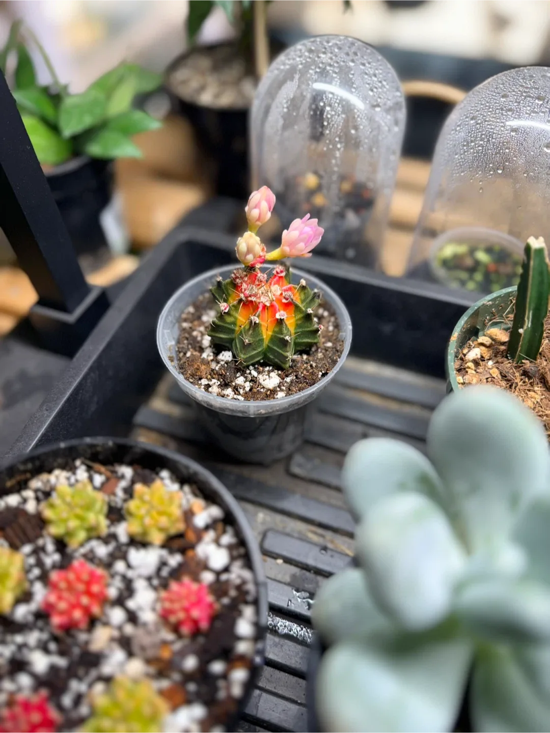 Grafted Gymnocalycium mihanovichii Cactus - VARIEGATED