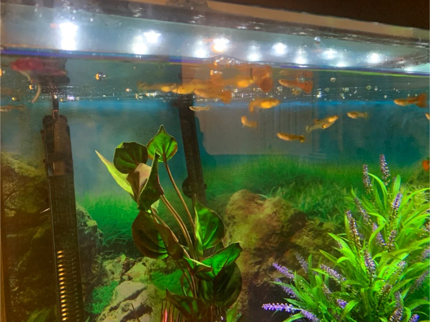 Tropical fish give away - Free to a good home image indicator(2)