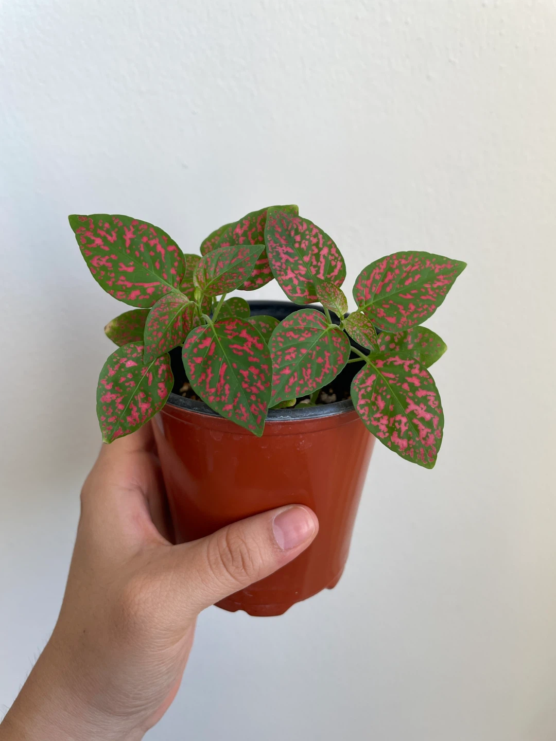 Polka Dot Plant - photo 3