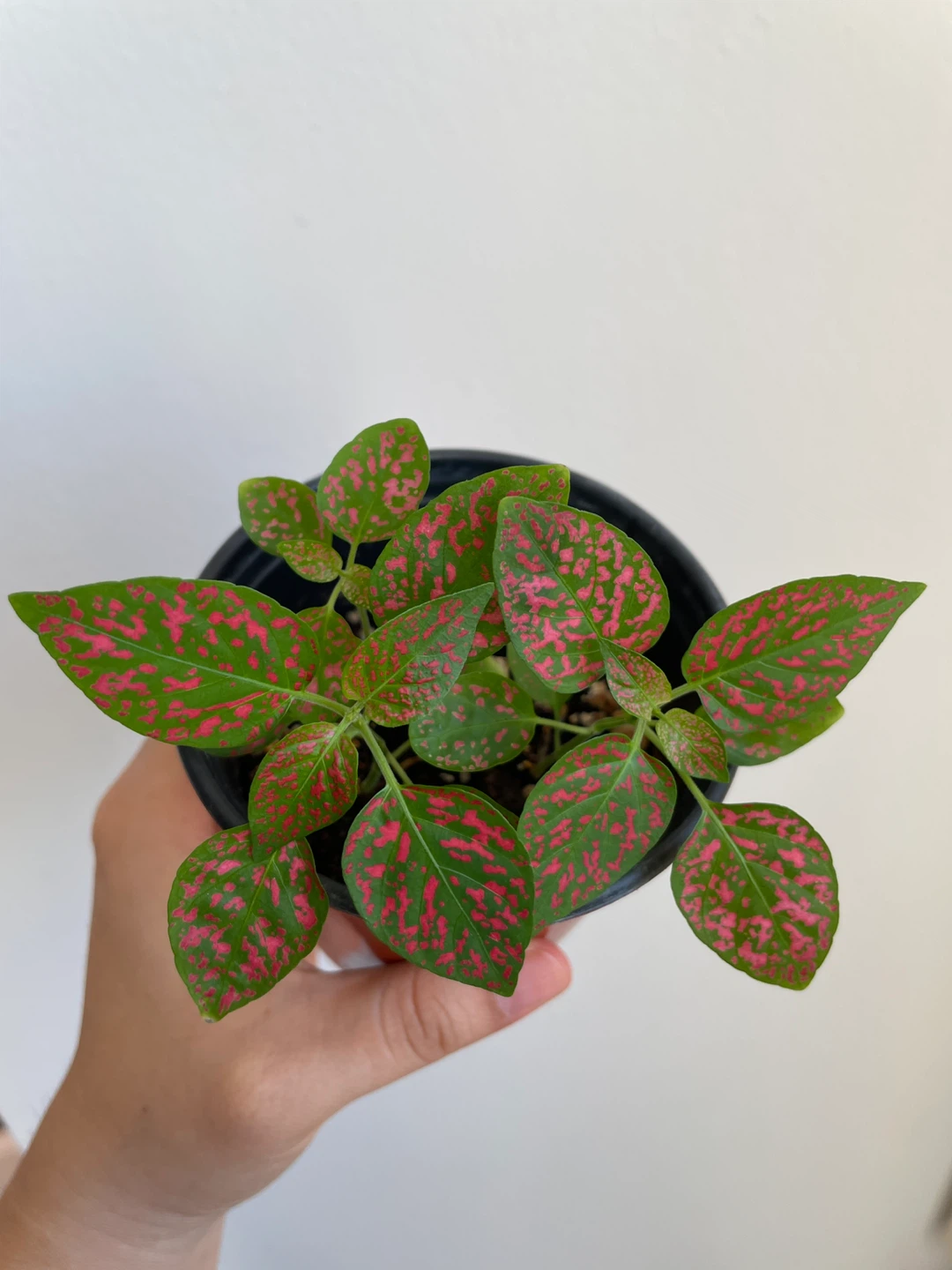 Polka Dot Plant - photo 2