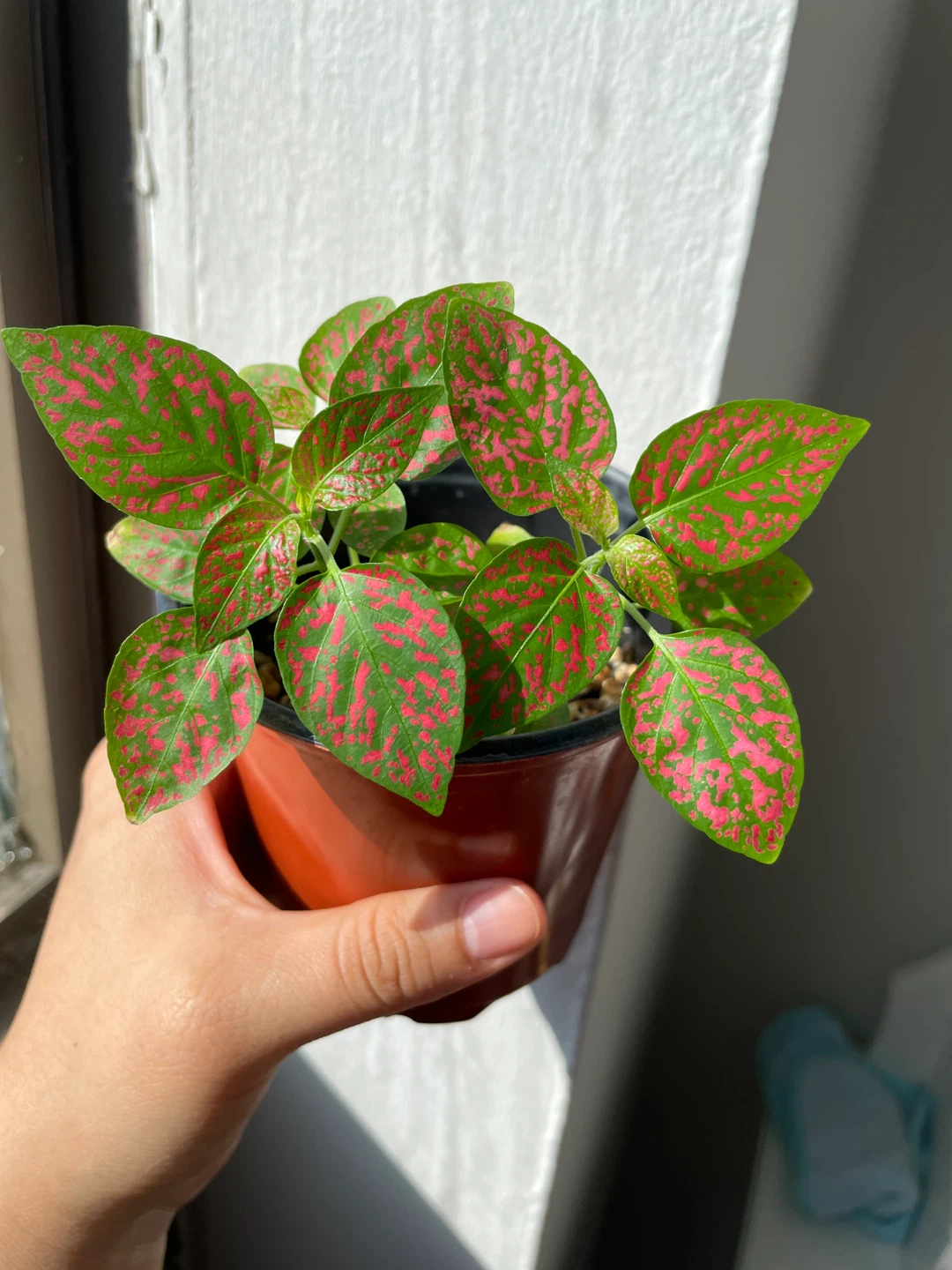 Polka Dot Plant