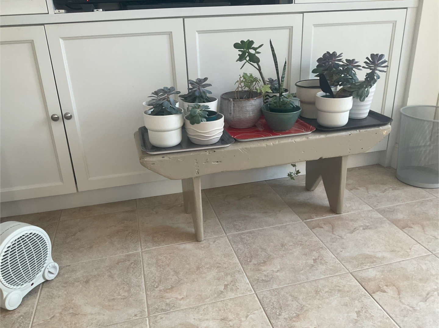 Free jade plants