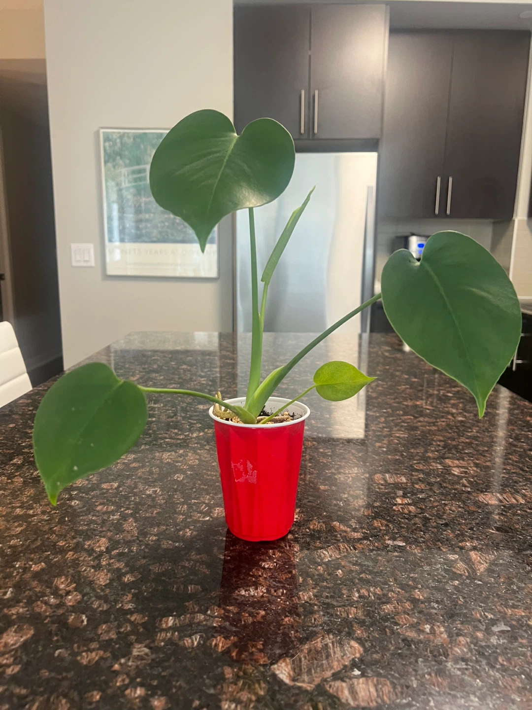 Small Monstera Deliciosa