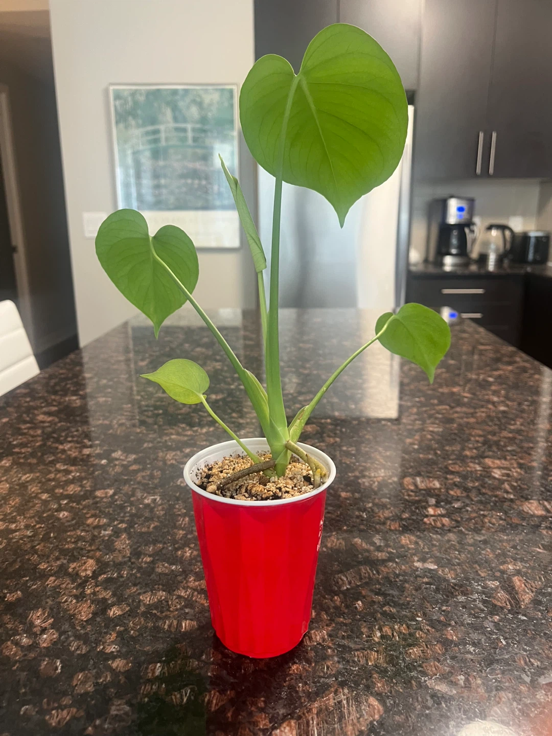 Small Monstera Deliciosa - photo 2