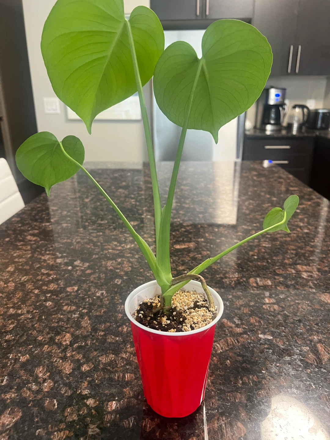Small Monstera Deliciosa - photo 2