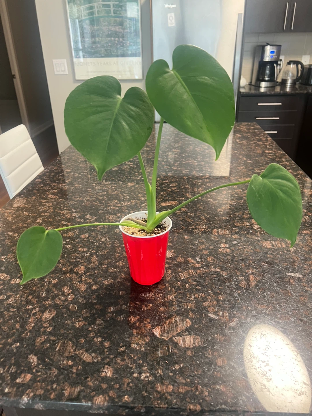 Small Monstera Deliciosa