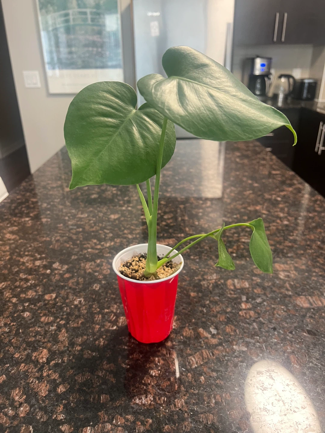 Small Monstera Deliciosa