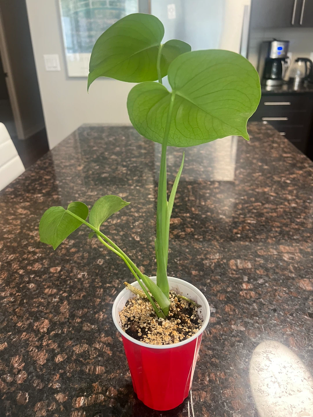 Small Monstera Deliciosa - photo 2