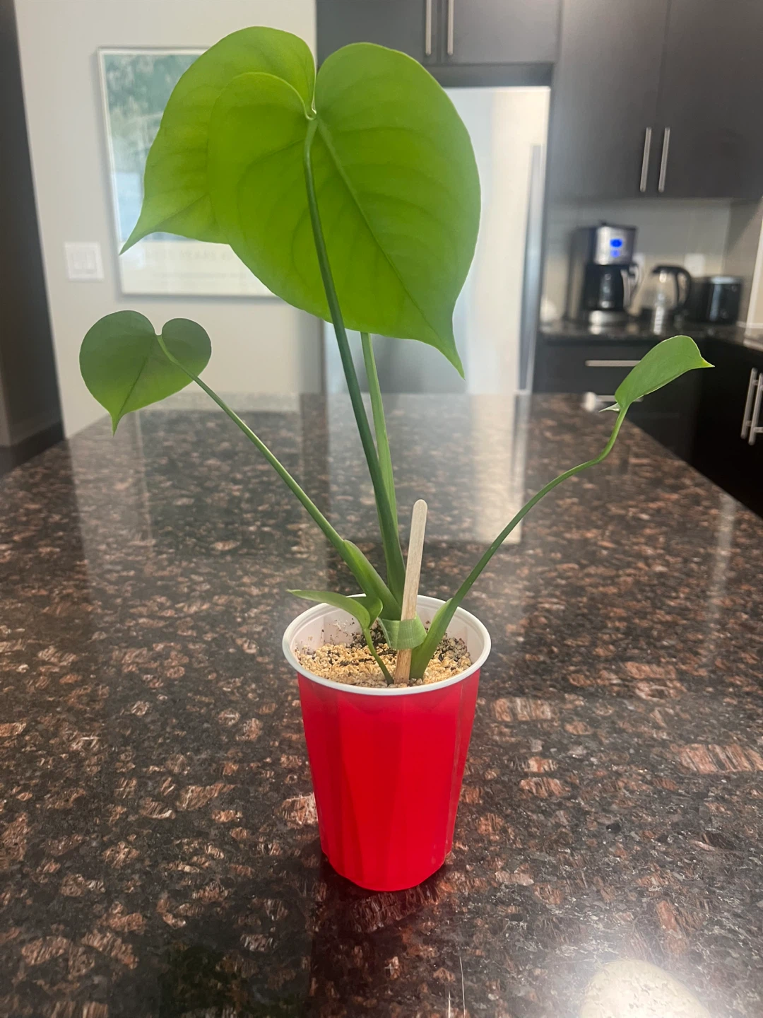 Small Monstera Deliciosa - photo 2