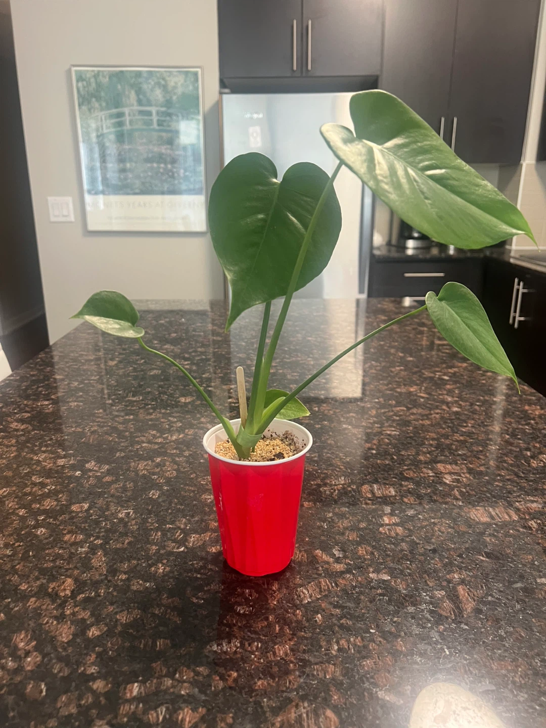 Small Monstera Deliciosa