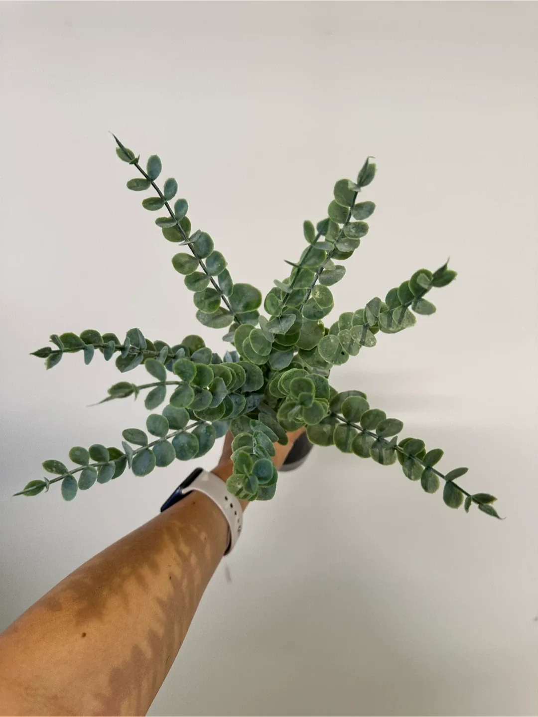 Artificial Eucalyptus Stems image indicator(2)