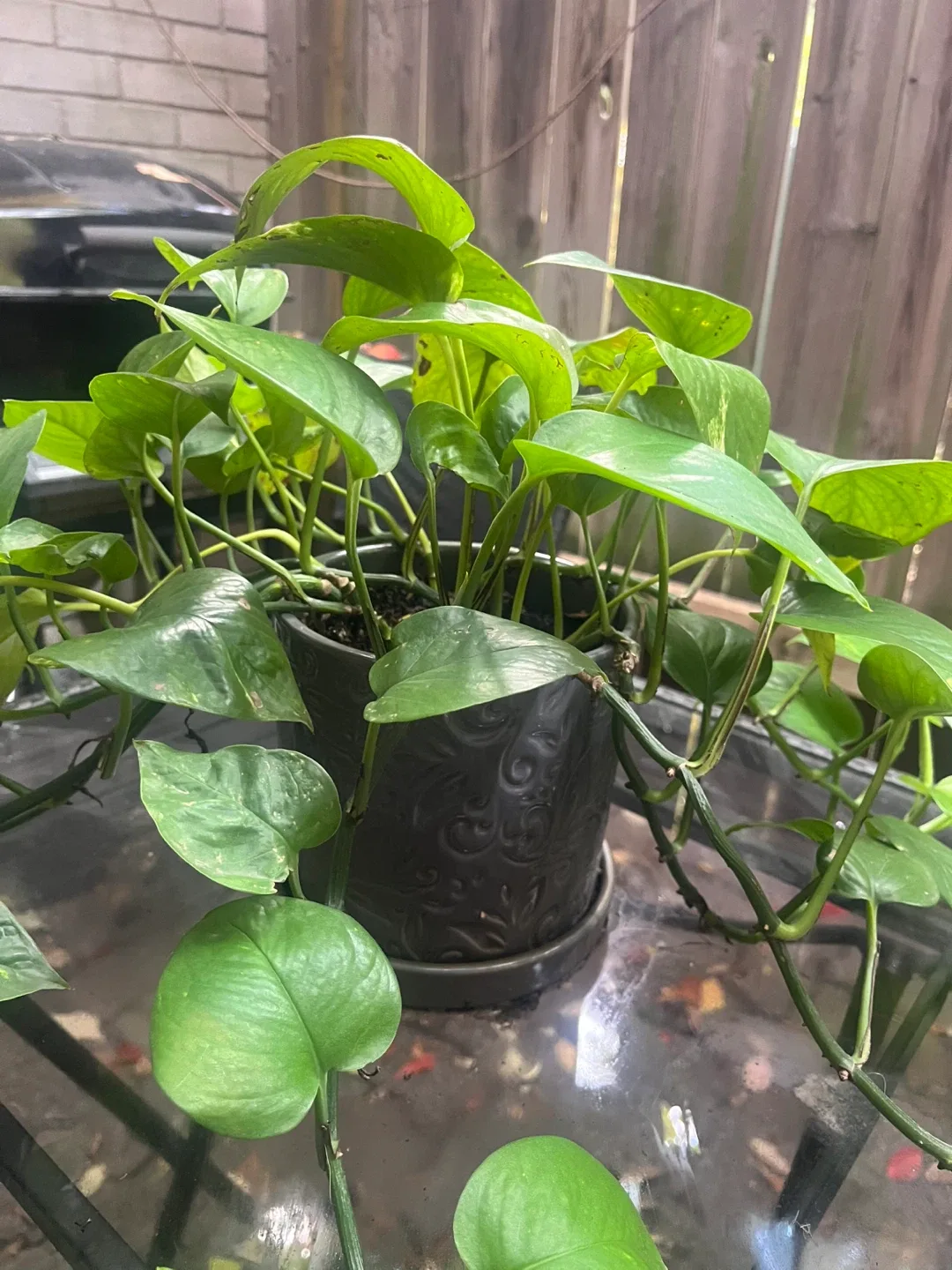 Pothos Plant image indicator(4)