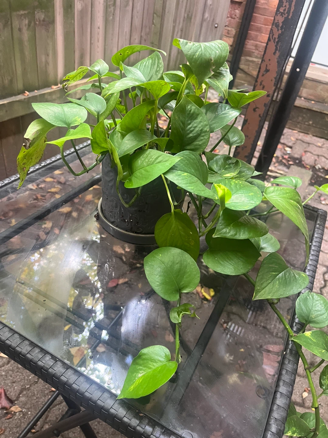Pothos Plant - photo 2