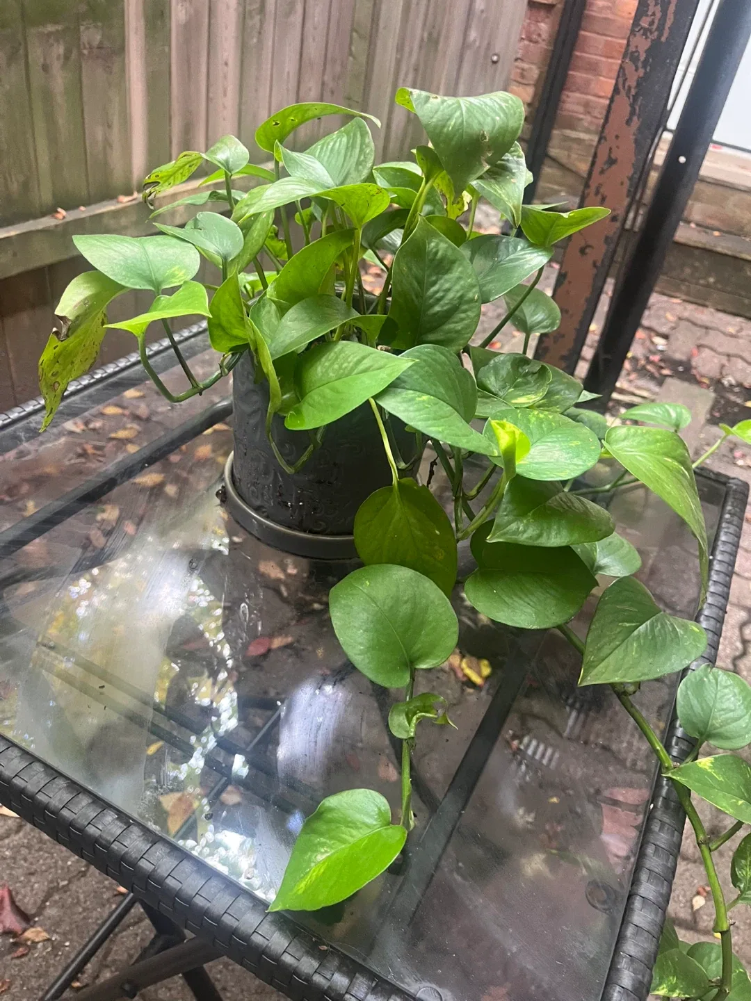 Pothos Plant image indicator(2)