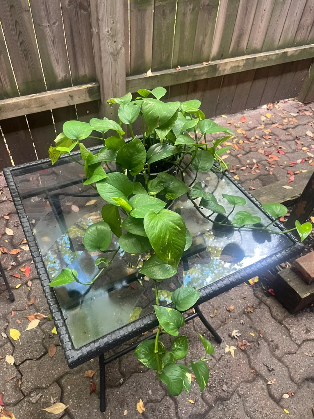 Pothos Plant image indicator(3)