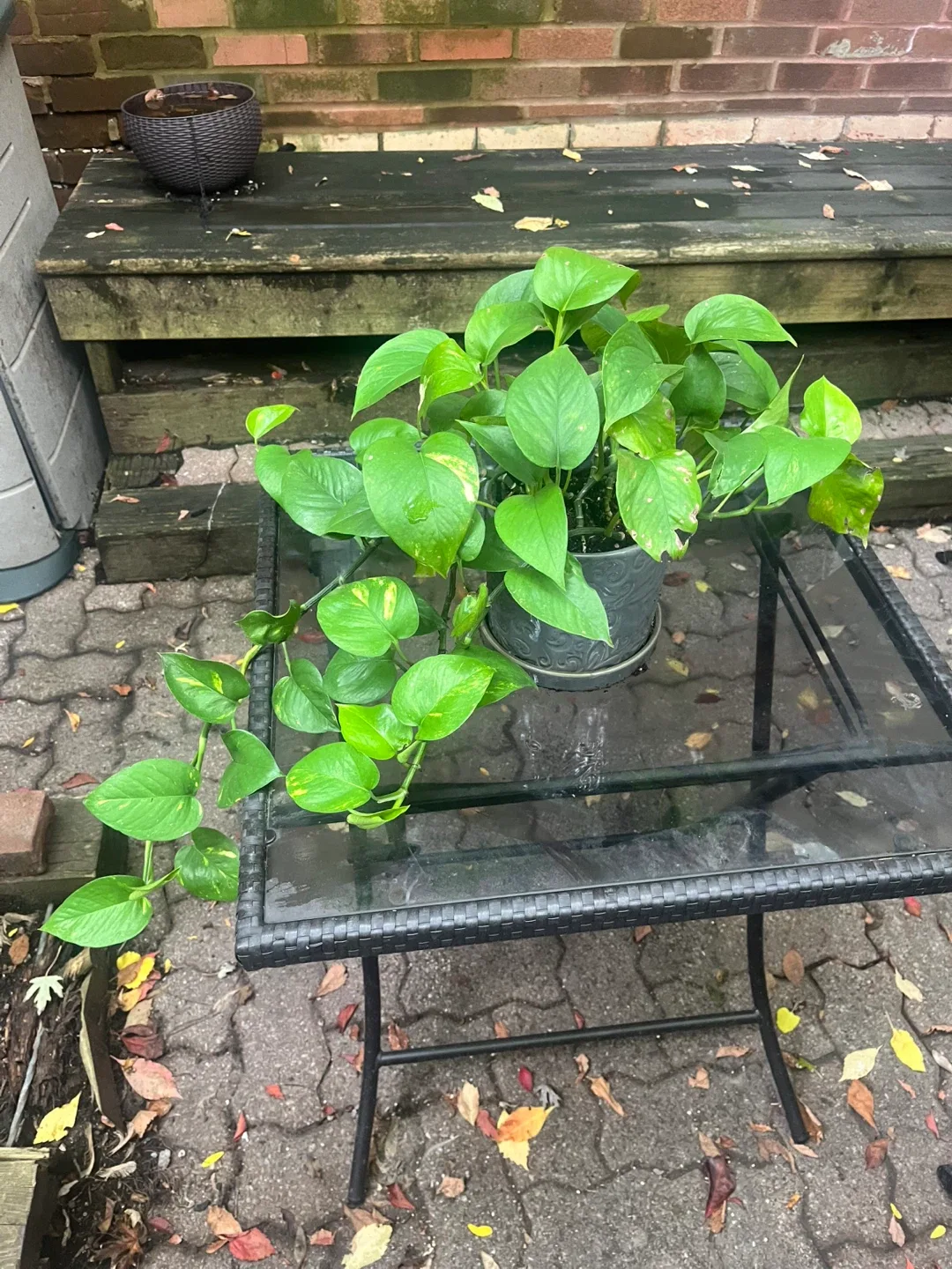 Pothos Plant